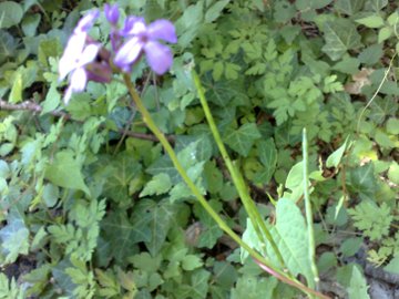 Hesperis matronalis